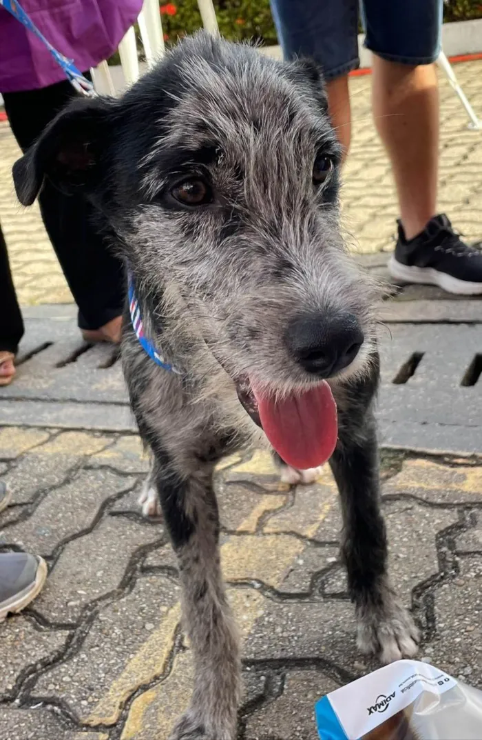 Cachorro ra a SRD-ViraLata idade 7 a 11 meses nome Juca - castrado e vacinado.