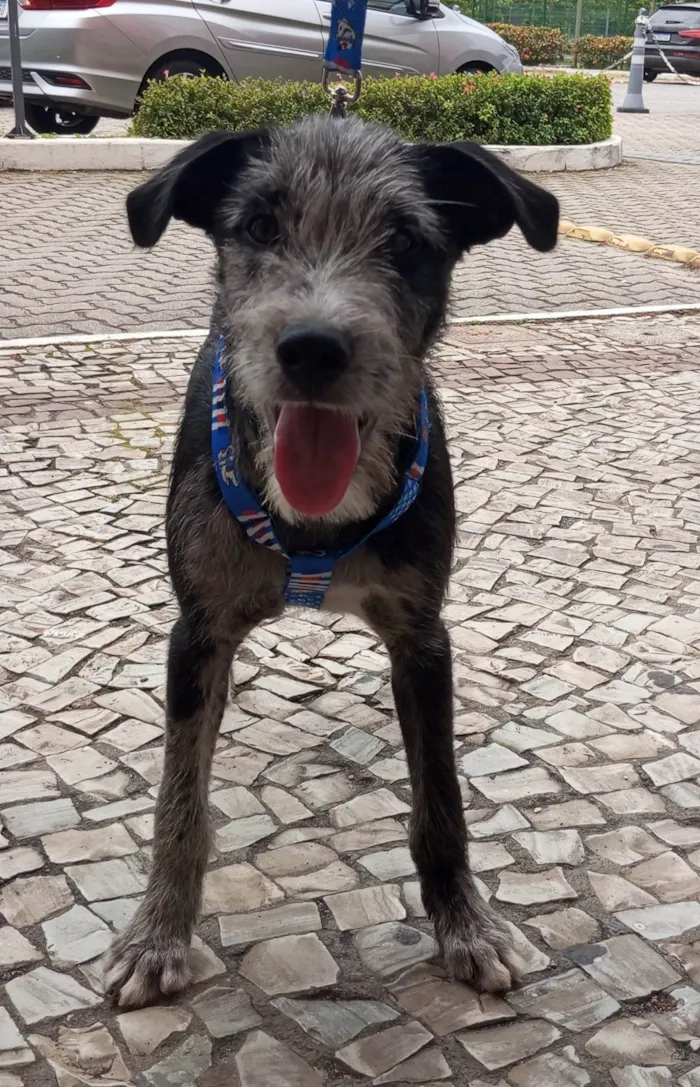 Cachorro ra a SRD-ViraLata idade 7 a 11 meses nome Juca - castrado e vacinado.