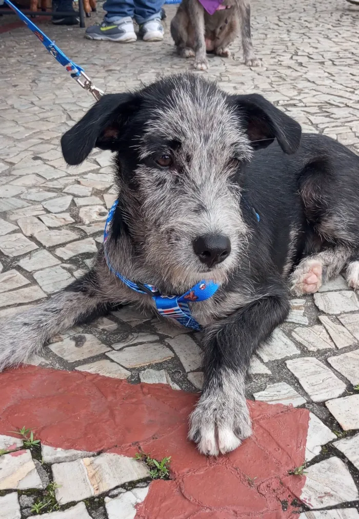 Cachorro ra a SRD-ViraLata idade 7 a 11 meses nome Juca - castrado e vacinado.