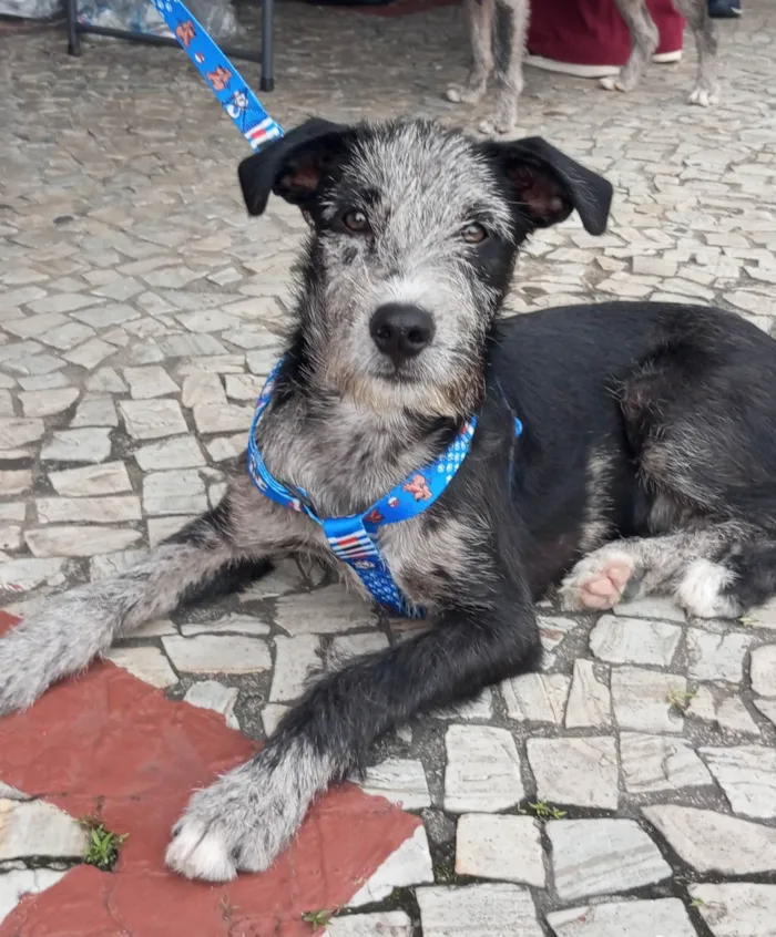 Cachorro ra a SRD-ViraLata idade 7 a 11 meses nome Juca - castrado e vacinado.