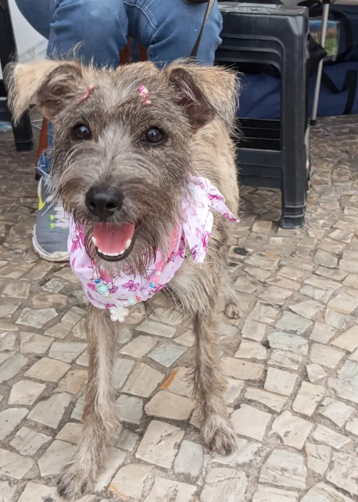 Cachorro ra a SRD-ViraLata idade 7 a 11 meses nome Polly - castrada e vacinada