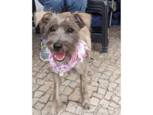 Cachorro raça SRD-ViraLata idade 7 a 11 meses nome Polly - castrada e vacinada