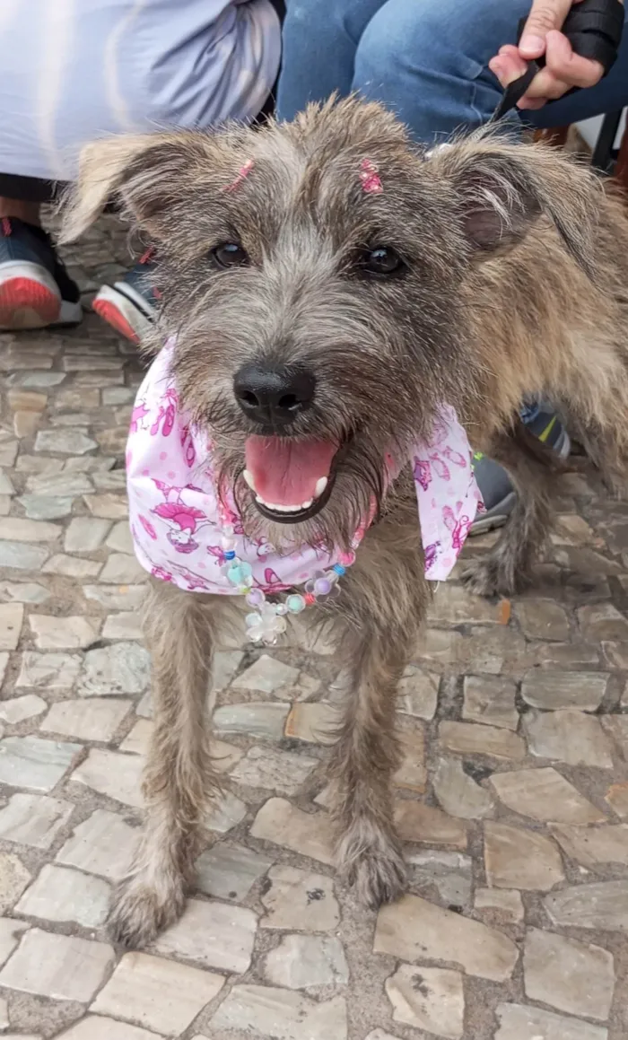 Cachorro ra a SRD-ViraLata idade 7 a 11 meses nome Polly - castrada e vacinada