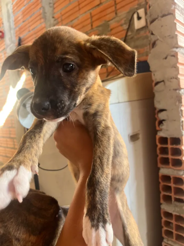 Cachorro ra a SRD-ViraLata idade 2 a 6 meses nome Sem nomes