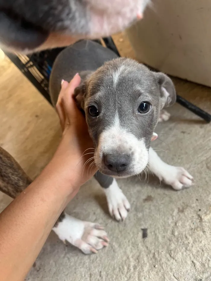 Cachorro ra a SRD-ViraLata idade 2 a 6 meses nome Sem nomes