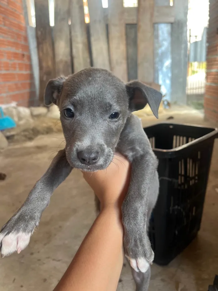 Cachorro ra a SRD-ViraLata idade 2 a 6 meses nome Sem nomes