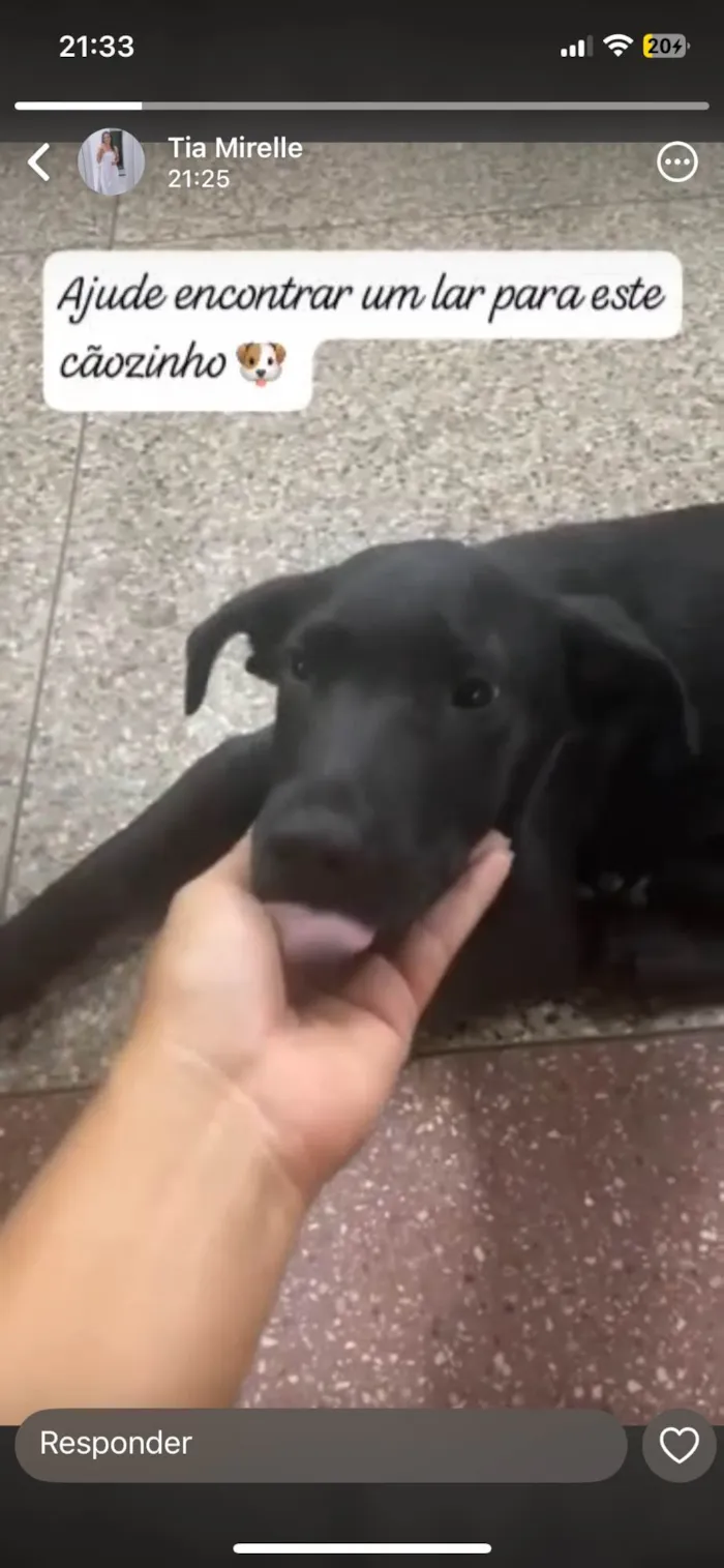 Cachorro ra a SRD-ViraLata idade 2 a 6 meses nome Pretinho