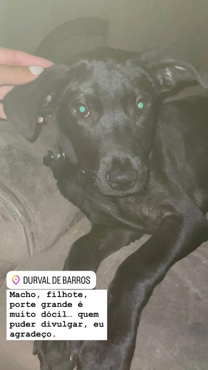 Cachorro ra a SRD-ViraLata idade 2 a 6 meses nome Pretinho