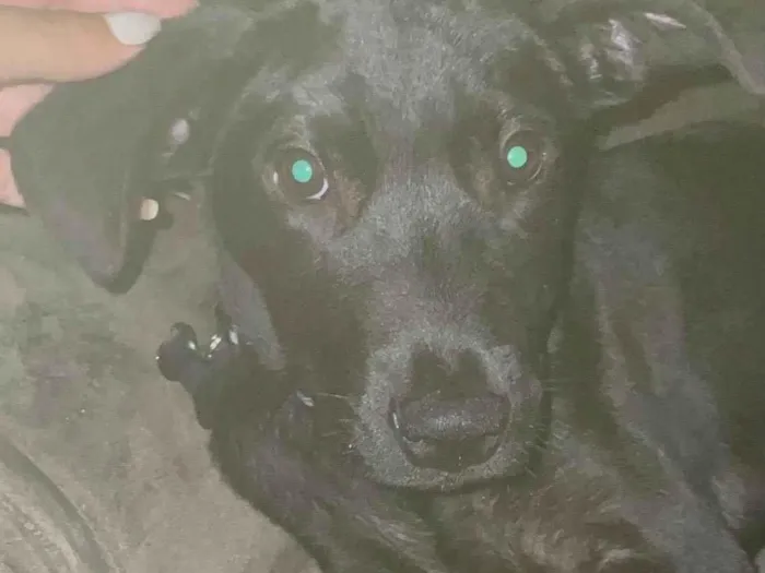 Cachorro ra a SRD-ViraLata idade 2 a 6 meses nome Pretinho