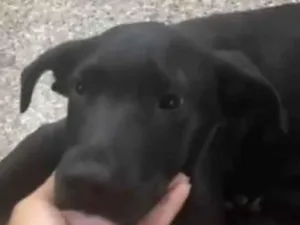 Cachorro raça SRD-ViraLata idade 2 a 6 meses nome Pretinho