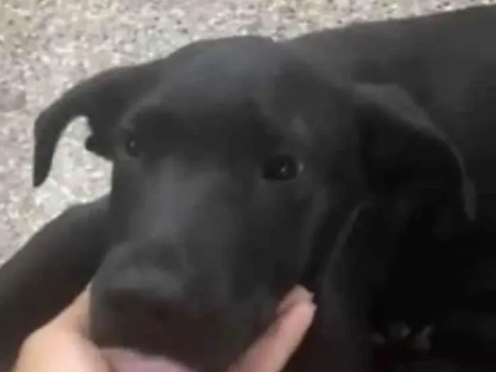 Cachorro ra a SRD-ViraLata idade 2 a 6 meses nome Pretinho