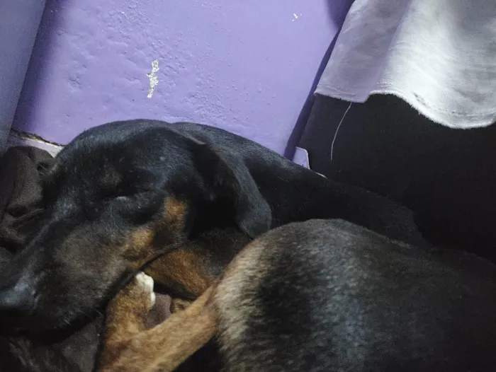 Cachorro ra a SRD-ViraLata idade 3 anos nome Safira