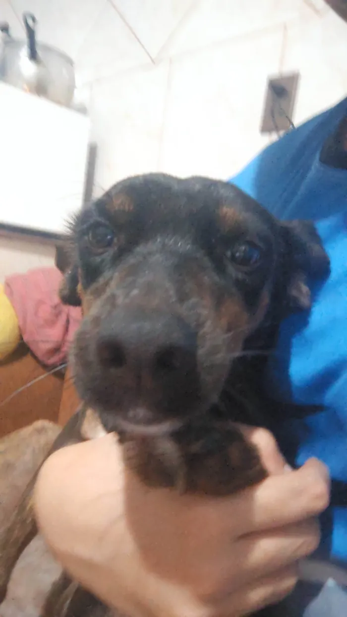 Cachorro ra a SRD-ViraLata idade 3 anos nome Safira