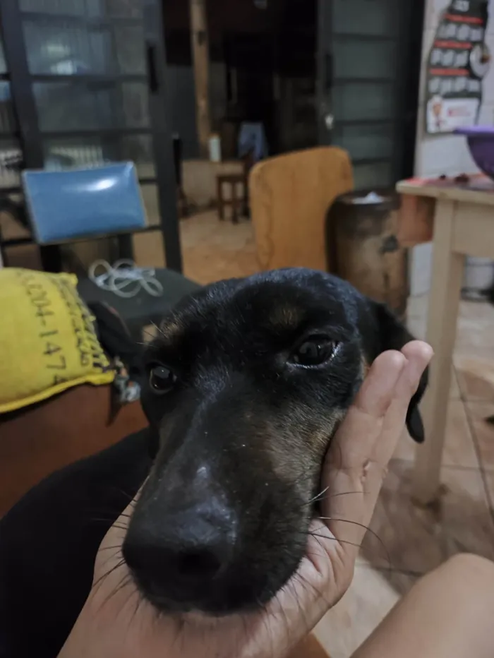 Cachorro ra a SRD-ViraLata idade 3 anos nome Safira