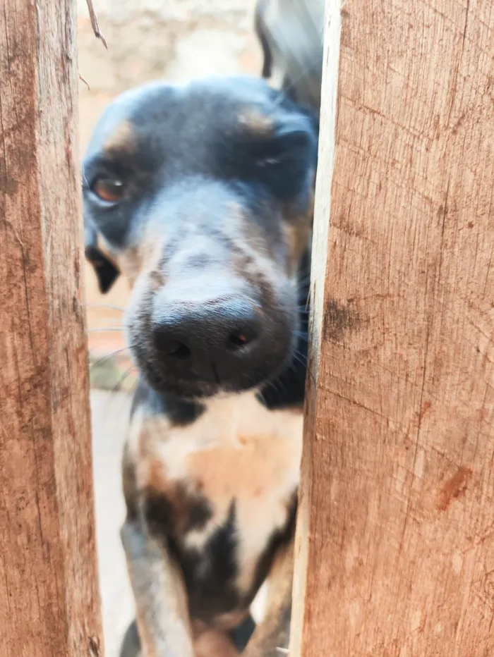 Cachorro ra a SRD-ViraLata idade 3 anos nome Safira