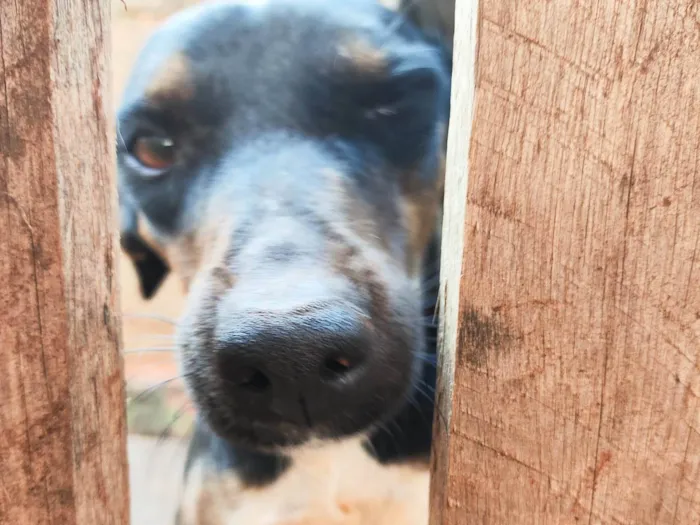 Cachorro ra a SRD-ViraLata idade 3 anos nome Safira