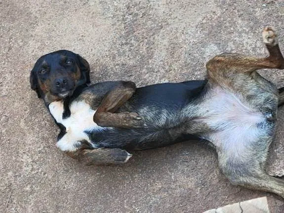 Cachorro ra a SRD-ViraLata idade 3 anos nome Safira