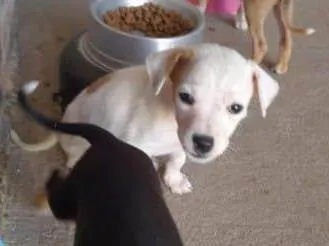 Cachorro ra a Labrador idade 2 a 6 meses nome Não tem nome