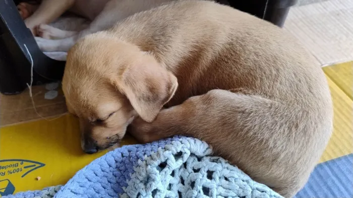 Cachorro ra a Labrador idade 2 a 6 meses nome Não tem nome