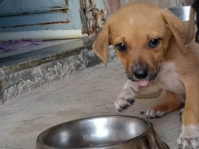 Cachorro raça Labrador idade 2 a 6 meses nome Não tem nome