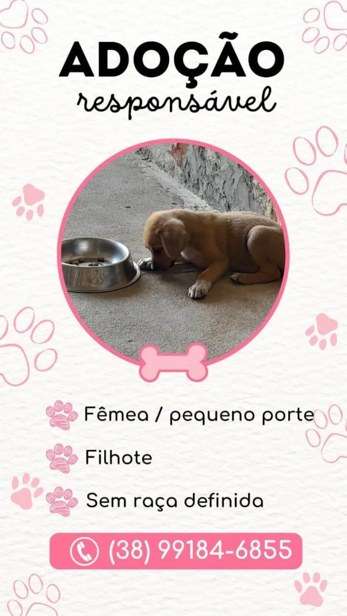 Cachorro ra a Labrador idade 2 a 6 meses nome Não tem nome