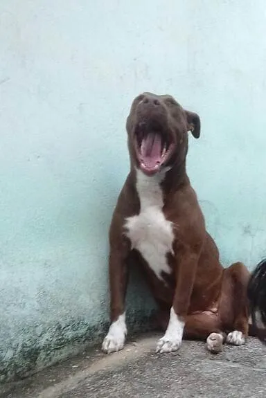 Cachorro ra a Pit-Bull idade 3 anos nome Amanda