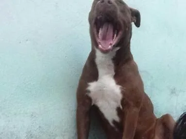 Cachorro ra a Pit-Bull idade 3 anos nome Amanda