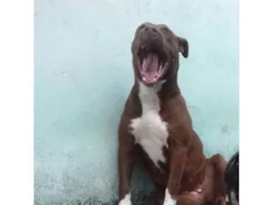 Cachorro raça Pit-Bull idade 3 anos nome Amanda