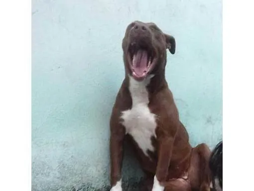 Cachorro ra a Pit-Bull idade 3 anos nome Amanda