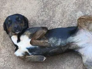 Cachorro raça SRD-ViraLata idade 3 anos nome Safira