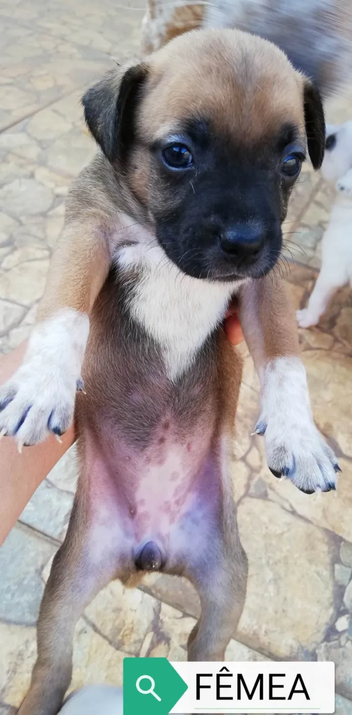 Cachorro ra a SRD-ViraLata idade Abaixo de 2 meses nome Filhotes para adoção 