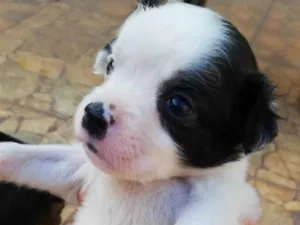 Cachorro raça SRD-ViraLata idade Abaixo de 2 meses nome Filhotes para adoção 