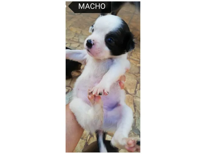 Cachorro ra a SRD-ViraLata idade Abaixo de 2 meses nome Filhotes para adoção 