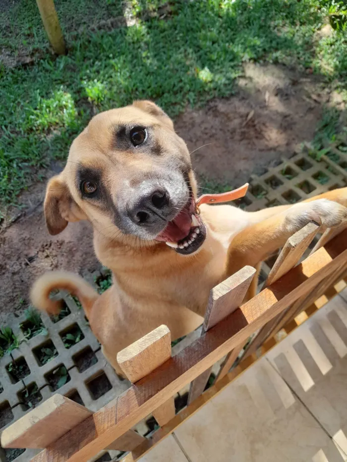 Cachorro ra a SRD-ViraLata idade 2 anos nome Nell