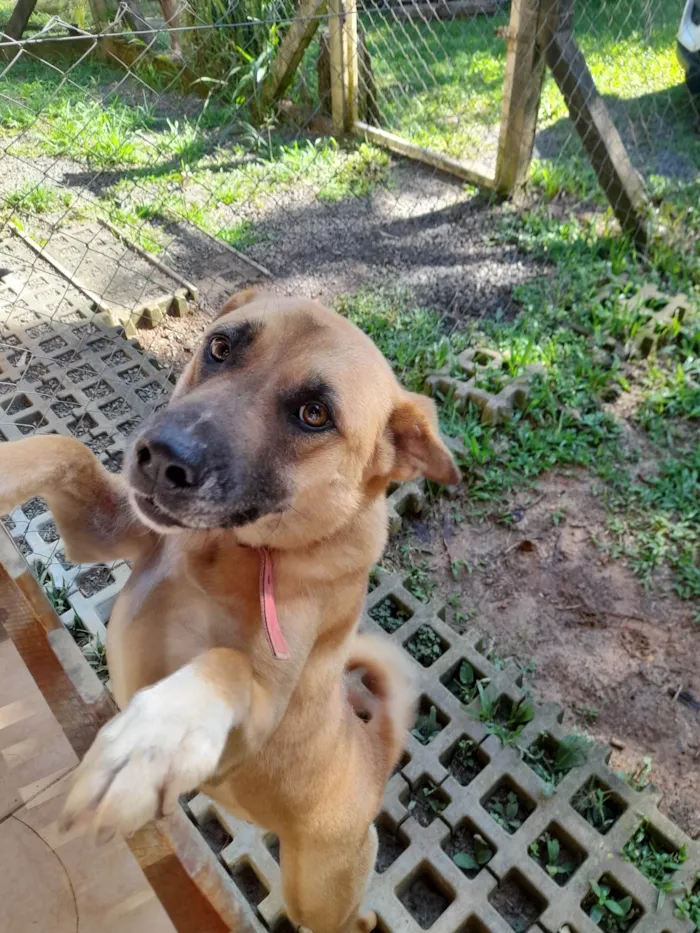 Cachorro ra a SRD-ViraLata idade 2 anos nome Nell