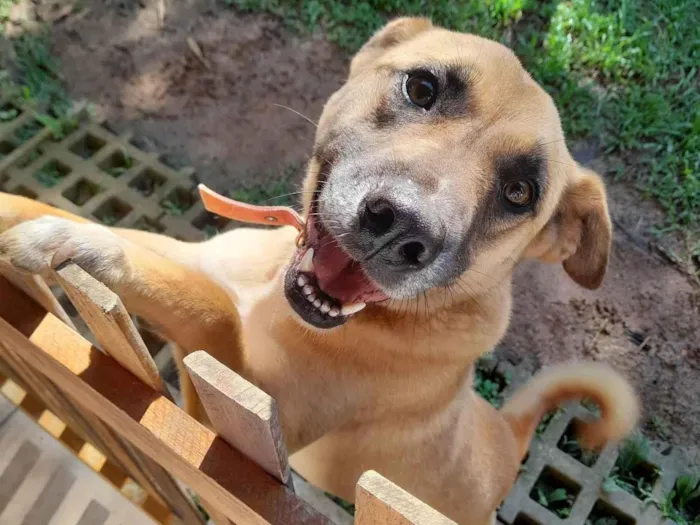 Cachorro ra a SRD-ViraLata idade 2 anos nome Nell