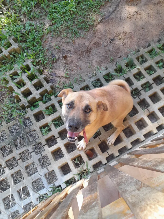 Cachorro ra a SRD-ViraLata idade 2 anos nome Nell