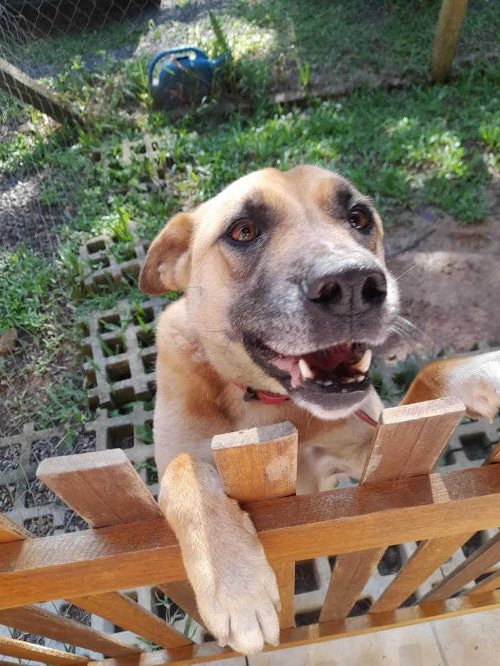 Cachorro ra a SRD-ViraLata idade 2 anos nome Nell