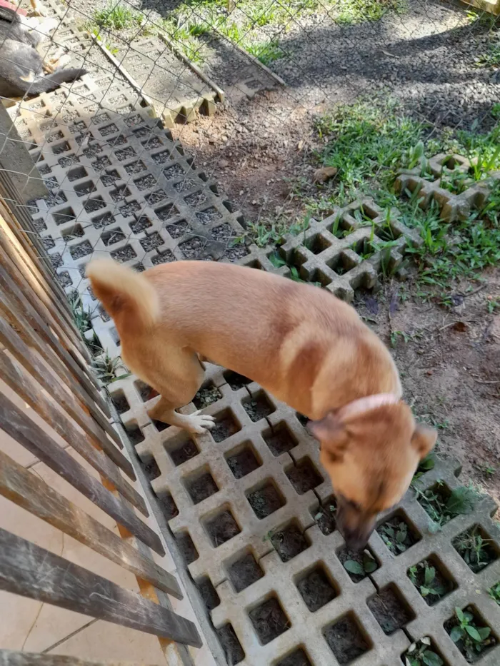 Cachorro ra a SRD-ViraLata idade 2 anos nome Nell