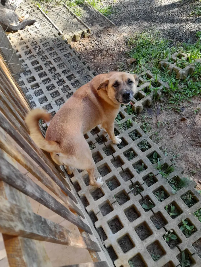 Cachorro ra a SRD-ViraLata idade 2 anos nome Nell