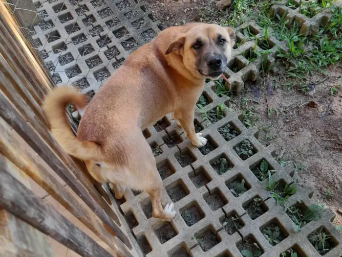 Cachorro ra a SRD-ViraLata idade 2 anos nome Nell