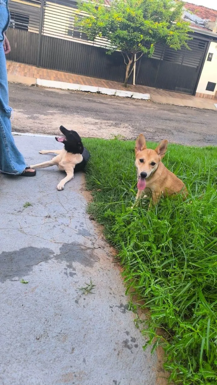 Cachorro ra a SRD-ViraLata idade 7 a 11 meses nome Pedrita e Afrodite