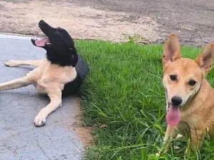 Cachorro raça SRD-ViraLata idade 7 a 11 meses nome Pedrita e Afrodite