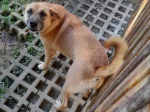 Cachorro raça SRD-ViraLata idade 2 anos nome Nell