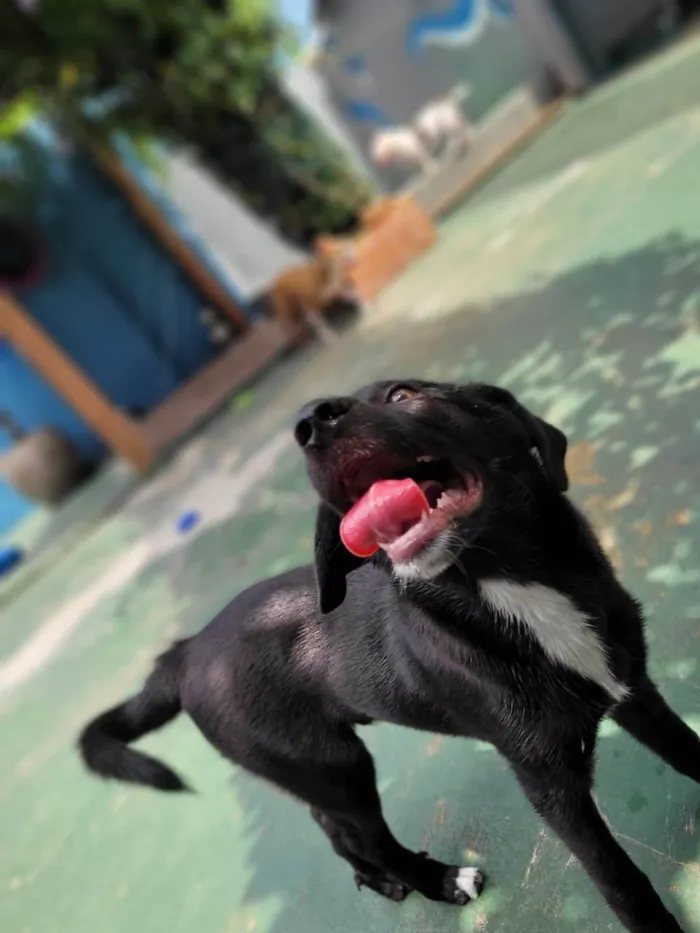 Cachorro ra a SRD-ViraLata idade 2 a 6 meses nome LUKE