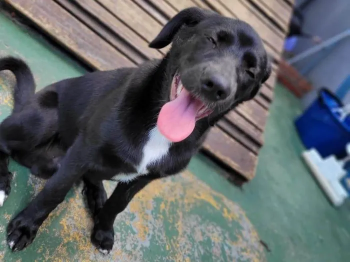 Cachorro ra a SRD-ViraLata idade 2 a 6 meses nome LUKE