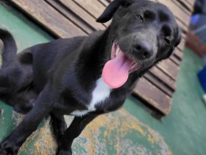 Cachorro ra a SRD-ViraLata idade 2 a 6 meses nome LUKE