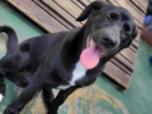 Cachorro raça SRD-ViraLata idade 2 a 6 meses nome LUKE