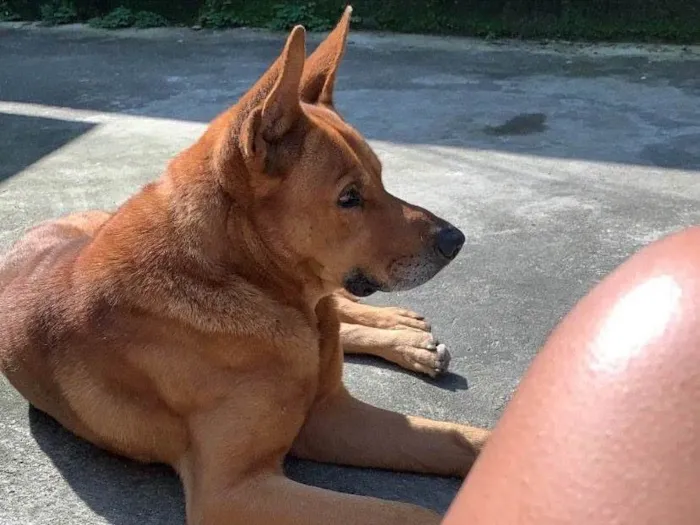 Cachorro ra a SRD-ViraLata idade 6 ou mais anos nome Thor