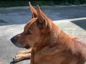 Cachorro raça SRD-ViraLata idade 6 ou mais anos nome Thor